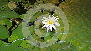 European white waterlily