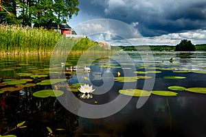 European white waterlily