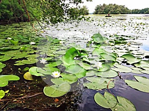 European white waterlily. Nymphaea alba