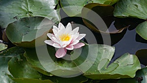 European White Waterlily, Water Rose or Nenuphar, Nymphaea alba, flower close-up, selective focus, shallow DOF