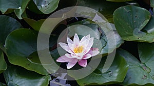 European White Waterlily, Water Rose or Nenuphar, Nymphaea alba, flower close-up, selective focus, shallow DOF