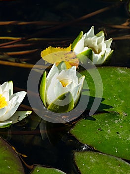 European White Waterlily, Water Rose or Nenuphar, Nymphaea alba, flower close-up, selective focus, shallow DOF