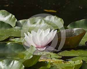 European White Waterlily, Water Rose or Nenuphar, Nymphaea alba, flower close-up, selective focus, shallow DOF