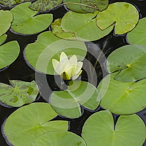European White Waterlily, Water Rose or Nenuphar, Nymphaea alba, flower with floating leaves macro, selective focus