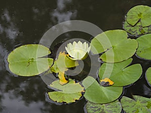 European White Waterlily, Water Rose or Nenuphar, Nymphaea alba, flower with floating leaves macro, selective focus