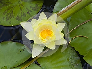 European White Waterlily, Water Rose or Nenuphar, Nymphaea alba, flower macro, selective focus