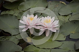 European White Waterlily, Water Rose or Nenuphar, Nymphaea alba, flowers at pond close-up