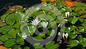 European White Waterlily, Water Rose or Nenuphar, Nymphaea alba, flowers at pond close-up, selective focus, shallow DOF