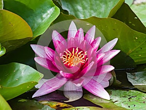 European White Waterlily, Water Rose or Nenuphar, Nymphaea alba, pink flower close-up, selective focus, shallow DOF