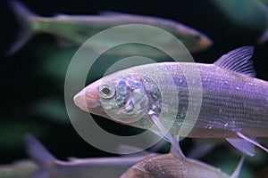 European whitefish Coregonus lavaretus photo