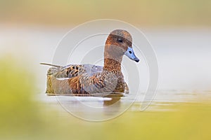 European Wigeon in eclipse plumage swimming