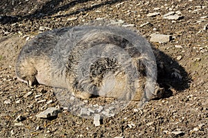 European wild boar in the mud photo