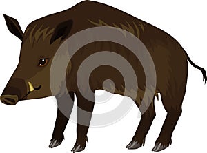European wild boar Sus scrofa
