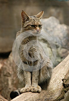 European Wild Cat