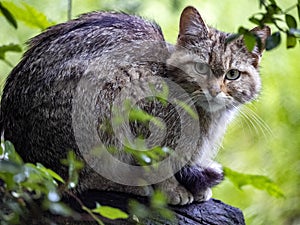 European wild cat, Felis s. Silvestris, lives secretly in European descents, in the picture he observes the surroundings