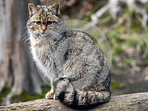 European wild cat, Felis s. Silvestris, sitting on a trunk watching the surroundings
