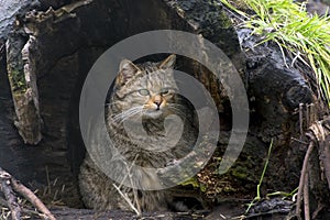 European wild cat (Felis silvestris)