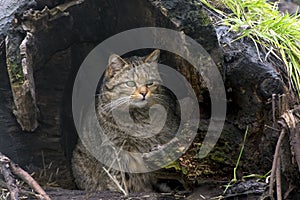 European wild cat (Felis silvestris) photo