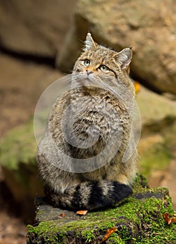 European Wild Cat (Felis silvestris) sitting on a rock.