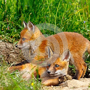 European wild fox youngster