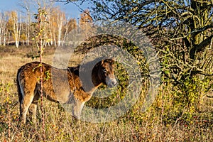 European wild horse (Equus ferus ferus) in Milovice Nature Reserve, Czech Republ