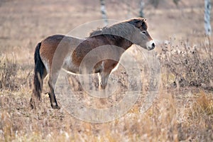 European wild horse from side view. Equus ferus ferus