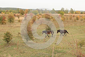 European Wild Horses, Milovice, Czechia