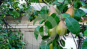 European wild pear Pyrus pyraster