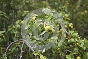 European wild pear tree branch close up