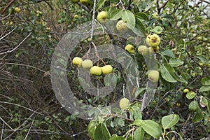 European wild pear tree branch close up