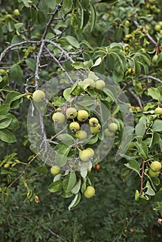 European wild pear tree branch close up