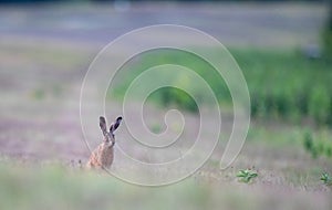 European wild rabbit on meadow