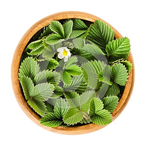 European wild strawberry leaves in wooden bowl