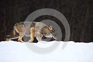 The european wild wolf Canis lupus lupus on the snow