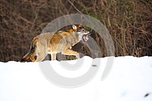 The european wild wolf Canis lupus lupus on the snow