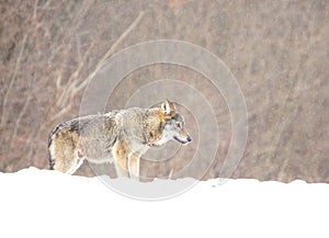 The european wild wolf Canis lupus lupus on the snow. Blizzard