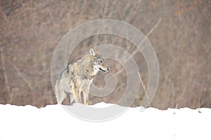 The european wild wolf Canis lupus lupus on the snow. Blizzard