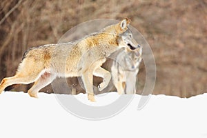 The european wild wolf Canis lupus lupus on the snow. The second wolf in the background