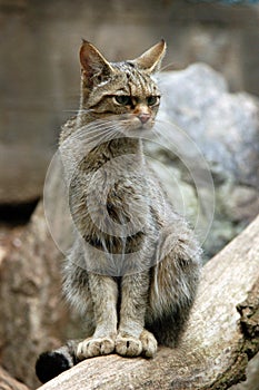 European wildcat