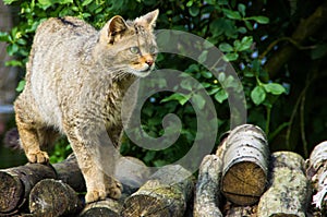 European wildcat close-up