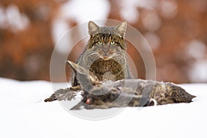 European wildcat eating dead prey on snow in winter