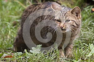 European Wildcat (Felis silvestris). photo