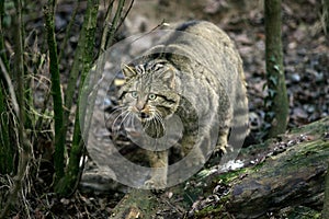 European Wildcat, felis silvestris