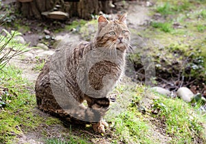 The European wildcat Felis silvestris