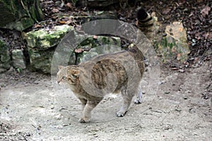 European Wildcat, felis silvestris, Adult