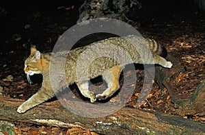 European Wildcat, felis silvestris, Adult