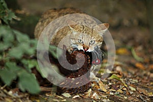 EUROPEAN WILDCAT felis silvestris, ADULT EATING ITS COMMON PHEASANT KILL