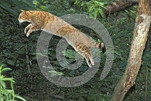 European Wildcat, felis silvestris, Adult Leaping