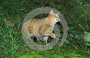 EUROPEAN WILDCAT felis silvestris, ADULT STANDING NEAR PUDDLE