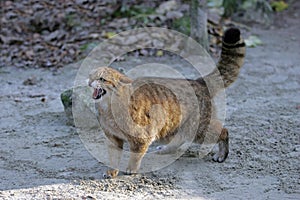 European Wildcat, felis silvestris, Defensive Posture